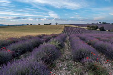 Fototapeta na wymiar france lavender french