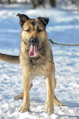 dog half-breed terrier in winter