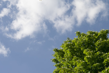Obraz premium Sky with white cloud and fresh green tree.