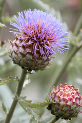 Artischocke (Cynara cardunculus /- Scolymus) Artischocken Blüte