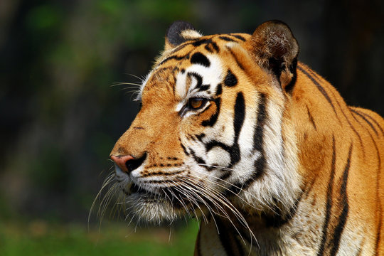 Portrait of a tiger, Indonesia