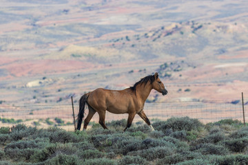 Beautiful Wild Horse in the Colorado High Desert