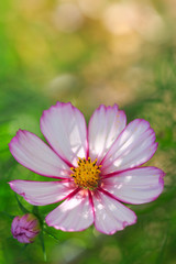 Pink cosmos flower isolated on green blur background.