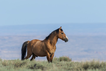 Beautiful Wild Horse in the Colorado High Desert