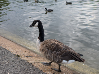 Duck walking at eadge of a pond.