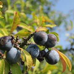 Prunus spinosa, blackthorn, blue autumn fruit, medicinal plant, popular as a jam, wine, liqueur