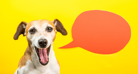 Laughing dog with open mouth. Happy smiling pet on yellow background and orange speech balloon....