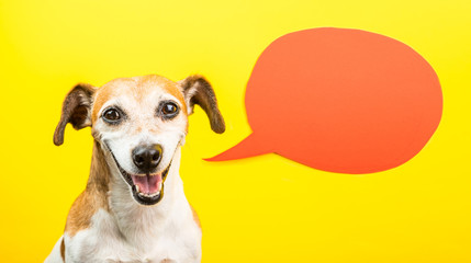 Laughing dog with open mouth. Happy smiling pet on yellow background and orange speech balloon....