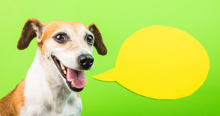 Happy smiling active dog face with speech balloon. Yellow and green. Laughing muzzle. positive emotions