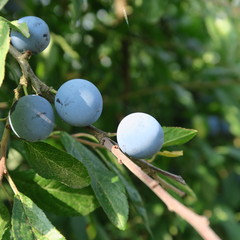Prunus spinosa, blackthorn, blue autumn fruit, medicinal plant, popular as a jam, wine, liqueur