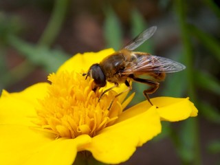 beetle on a yellow flower
