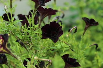 A cluster of black petunias