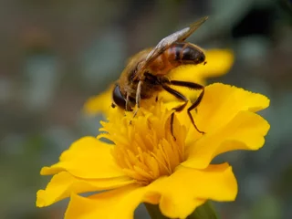 Fotobehang beetle on a yellow flower   © oljasimovic