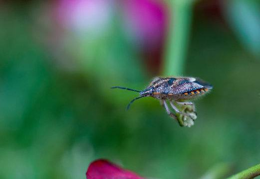 Shield bug on a rose bush, South Africa