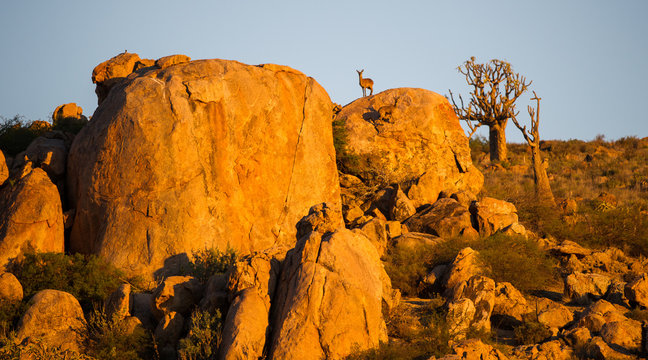 Klipspringer standing on rocks, Northern Cape, South Africa