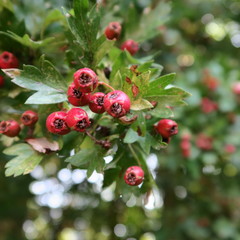 Obraz premium Red berries of Crataegus, hawthorn, medicinal herb and edible fruits