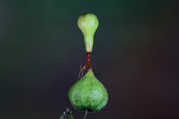 Ant on a flower carrying a bud, Indonesia