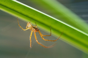 A spider knits a web.