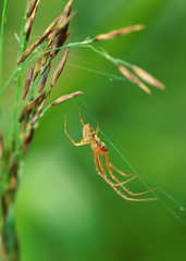 A spider knits a web.