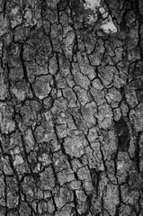 Tree Bark