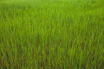 Green wheat field grass background texture