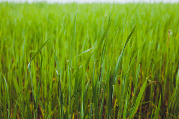 Green wheat field grass background texture