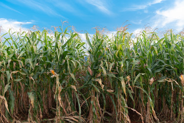 beautiful flower of corns blooming in field