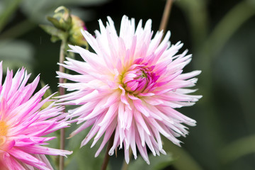 Kaktus Dahlie Park Princess (Asteraceae)