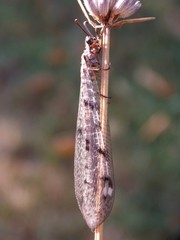 beetle on dry plant
