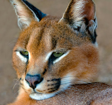 Portrait of a Caracal, South Africa