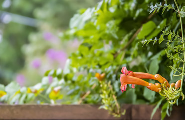 Colorful blurred bokeh garden background with wooden fence along bottom and a Trumpet Vine - Campsis radicans - blossom to the right - room for copy
