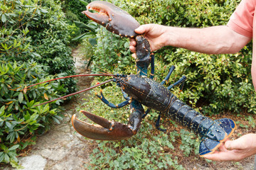 Homard breton vivant après la pêche