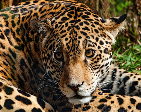 Portrait of a leopard, Botswana