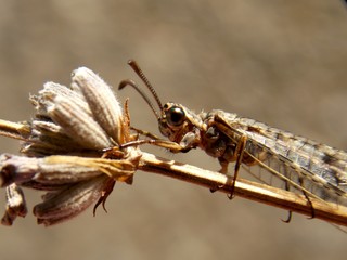 beetle on dry plant

