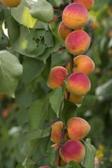 Apricot tree branch with organic ripening juicy fruits. Detail on twig full of vitamins during harvesting season. Raw vegetarian food and fruit with great nutrition values.