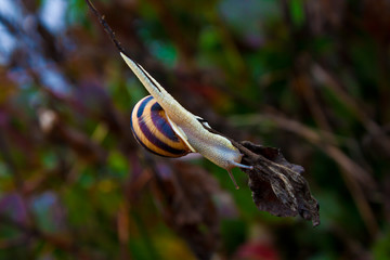 snail