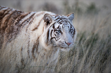 Portrait of a white tiger, South Africa