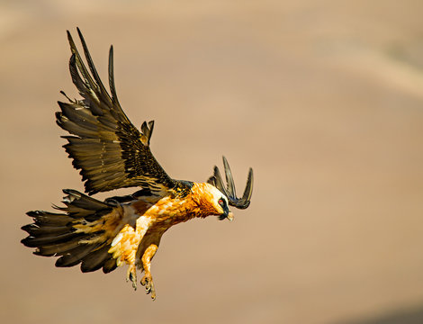 Bearded Vulture in flight, Natal, South Africa