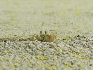 Snacktime for Crabby Claws