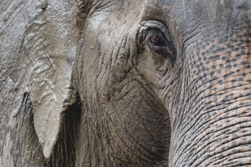 Fototapeta premium Close Up the eye of an elephant, in a Zoo in Thailand.
