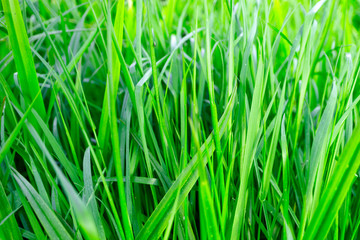 Fototapeta na wymiar juicy not wet green grass growing up, fresh grass