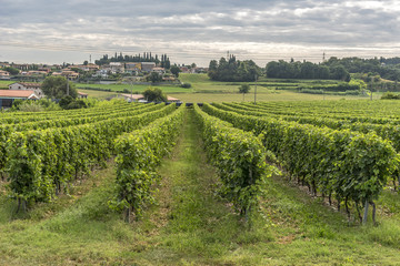 Fototapeta na wymiar Wineyard green grape alley in Trento Italy