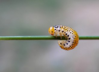 caterpillar on the grass
