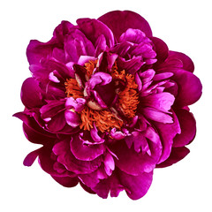 Flower burgundy (red) peony isolated on a white  background. Close-up. Nature.