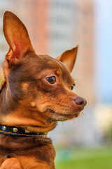 portrait of toy-terrier outdoors