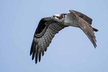 Osprey in flight over the St-Lawrence River