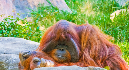 Orangutan by Rocks © dbvirago