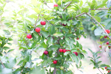 Closeup of cherries on cherry tree. Cherries of Thailand