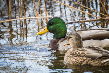 couple Mallard duck resting in a marsh