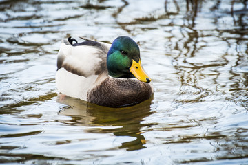 Mallard duck resting in a marsh